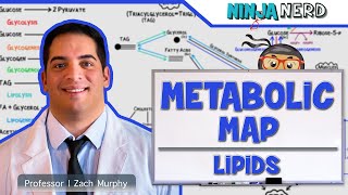 Metabolism  The Metabolic Map Lipids [upl. by Pentheam]