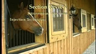 Intravenous and Intramuscular Injections in Horses [upl. by Nimoynib]