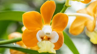 Episode 25 Vanda denisoniana Orange and Prosthechea vitellina [upl. by Rednas786]