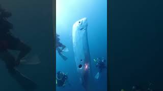 When The Scuba Divers Meet The Alive Oarfish🤿scubadiving oarfish [upl. by Idissac]