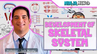 Embryology  Development of Skeletal System [upl. by Arahsal]