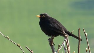 Sounds of Nature Blackbird 1 Hour of the Blackbirds Song [upl. by Akieluz910]