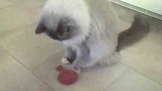 Cat sits on whoopi cushion [upl. by Sjoberg]