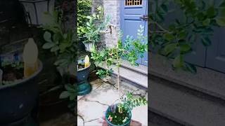 Beautiful Bonsai Works🌳🌲💥208shorts shortsvideo beautifulbonsai art khuebonsai🥰❤️ [upl. by Margo]