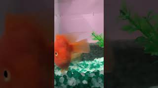 parrotfish parrotfishes aquarium aquariumfish fish fishing fishtank 😍😍😍😍😍😍😍😍😍 [upl. by Itsirk]