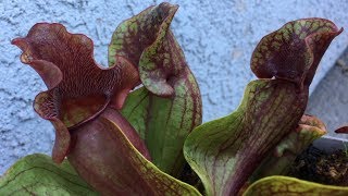 Sarracenia Purpurea  Pitcher Plant Collection  2018 [upl. by Annayad]