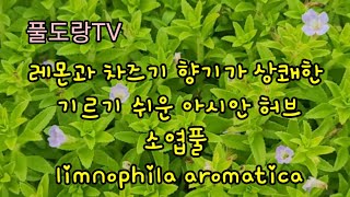 소엽풀 꽃이 피었습니다 ㅡ 아시아 채소 림노필라 아로마티카 limnophila aromatica 라우오 RAu NGO [upl. by Arehahs]