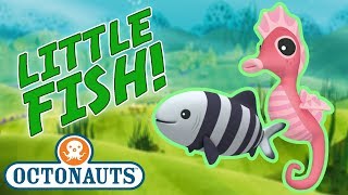 Octonauts  Learn about Little Fish  Cartoons for Kids  Underwater Sea Education [upl. by Ninahs]