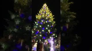 The Strasbourg Christmas Tree 2020 shorts short [upl. by Malvino]