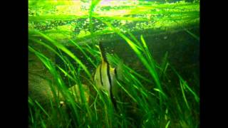 Pterophyllum scalare [upl. by Siol]