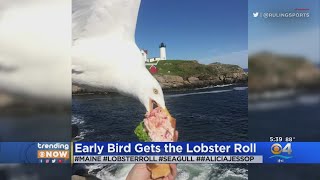 Viral Photo Bomb Shows Seagull Stealing Lobster Roll [upl. by Kilam]