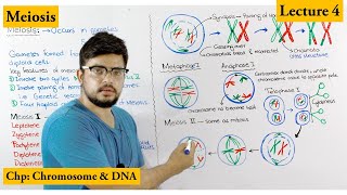 Meiosis  Stages of Meiosis  Cell cycle  Lecture 4 [upl. by Latisha]