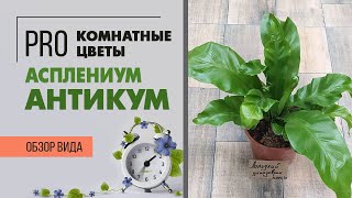 Асплениум Антикум  комнатный папоротник  Костенец  Обзор комнатных растений [upl. by Atinej435]