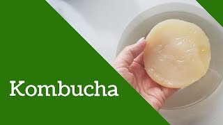 Grzyb herbaciany Kombucha kombucza  naturalny probiotyk Jak zrobić i stosować [upl. by Levitus596]