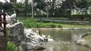 Singapore Jurong Bird Park [upl. by Eloisa]