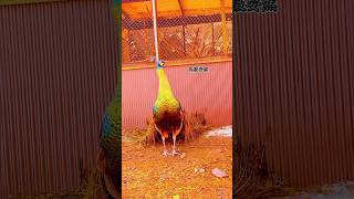 Beautiful Peacocks video peacock viral florist786 moor birds reelspeacocks short part113 [upl. by Shana263]