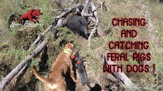 Hunting Feral Pigs with Dogs quotChiefquot the Dachshund Vs Big Pig [upl. by Letitia]