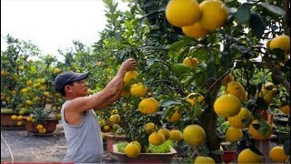 How to Harvest Pomelo  Pomelo Harvesting amp Agriculture amp Processing Technology [upl. by Irtimid]