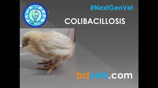 Colibacillosis in Poultry  Field Clinical Case Study [upl. by Elroy]