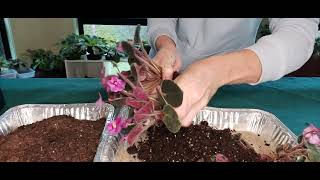 AFRICAN VIOLET RESCUE  BEGINNERS Step By Step Tutorial  FROM UNHEALTHY NEW PLANT TO WOW AMAZING [upl. by Kevyn]