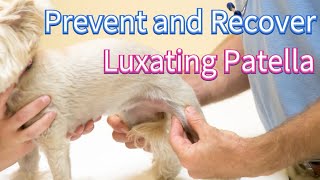 How to Prevent and Recover from Luxating Patella [upl. by Nnael]