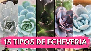 15 Tipos de ECHEVERIA 💜 [upl. by Woodward]