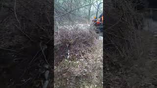 Great way to remove Thorn bushes earlier spring shorts maine tractor appletree [upl. by Annamaria924]