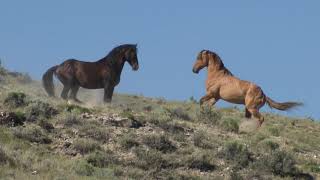 Wild Mustangs in America Wild Horses Stallions Fighting and Mares by Karen King [upl. by Dickinson443]