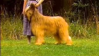 Briard  AKC Dog Breed Series [upl. by Atokad]