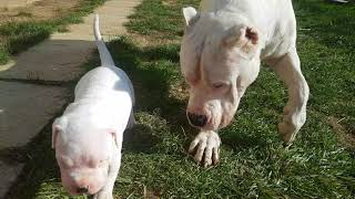 Dogo Argentino playing [upl. by Tennek]