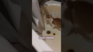 esse gato aqui ama tomar banho e se molhar além de beber muita água cat gato pet agua [upl. by Caleb]