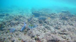 Snorkeling from shore Occidental Xcaret Mexico [upl. by Yenahs]