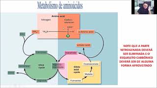 Nutrição de não ruminantes Estrutura digestão e metabolismo de proteínas  parte 02 [upl. by Gonta2]