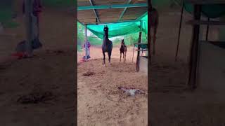 youtube youtubeindia horse horselover viralvideo viralreels lovesong gujarat love like [upl. by Noirred]