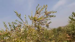 arbequina zeytin Bahçemizden bir kesit [upl. by Saphra]