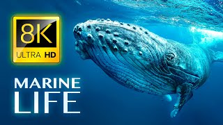 MARINE LIFE 8K ULTRA HD [upl. by Hajin]