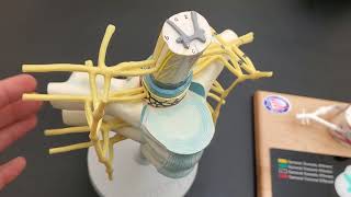 Spinal Cord Models in the Lab and Quiz [upl. by Eemiaj]