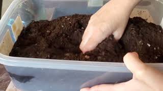 Starting Callaloo Plants Indoor from seeds [upl. by Batruk6]