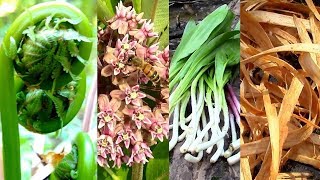 Wild Food Foraging Season 3 Milkweed Tree Cambium Fiddlehead Pine Cattail Evergreens Birch [upl. by Ahselet]