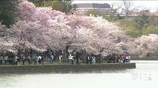 When will the cherry blossoms bloom in DC in 2024 [upl. by Dorcia]