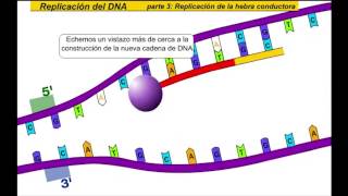 Replicación de ADN [upl. by Kirat]