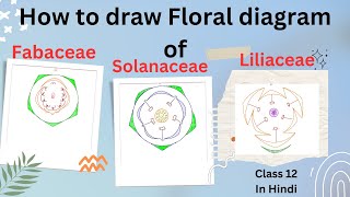 Floral Diagram of FabaceaeLiliaceae and Solanaceae class 12In Hindi [upl. by Eirehs]