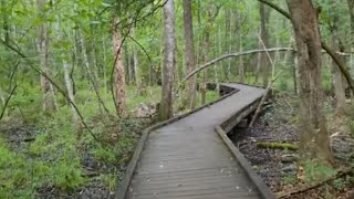 Nature Walk at Wakulla Springs in Light Rain 🌧 [upl. by Borrell]