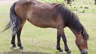 Wild Exmoor ponies grazing and playing in the sun  wild horses on a nice summer day [upl. by Yim439]