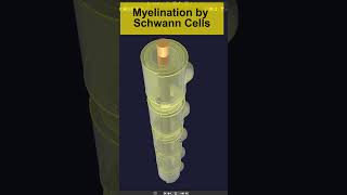 3D Myelination in PNS by Schwann cells Animation  Visual Lecture shorts biology [upl. by Thorner822]