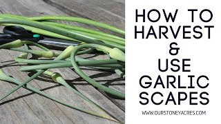 How to harvest and use Garlic Scapes [upl. by Strawn]