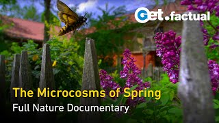 The Secret Garden  Springtimes MicroEcosystems  Full Nature Documentary [upl. by Zechariah430]