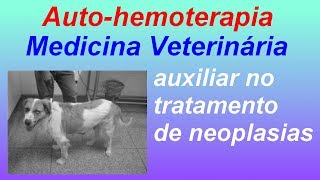 Sucesso da AUTOHEMOTERAPIA como tratamento veterinário em cão [upl. by Intirb417]