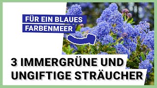 3 immergrüne und ungiftige Sträucher die ganzjährig den Garten verschönern [upl. by Wolliw]