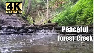 4K HD Beautiful running creek  stream relaxing water sounds through a forest nature [upl. by Solley]